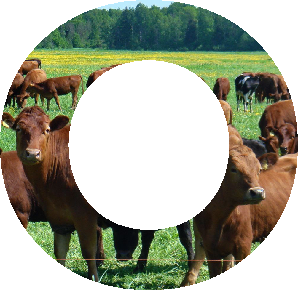 Agraroom. Экосистема сельскохозяйственной отрасли